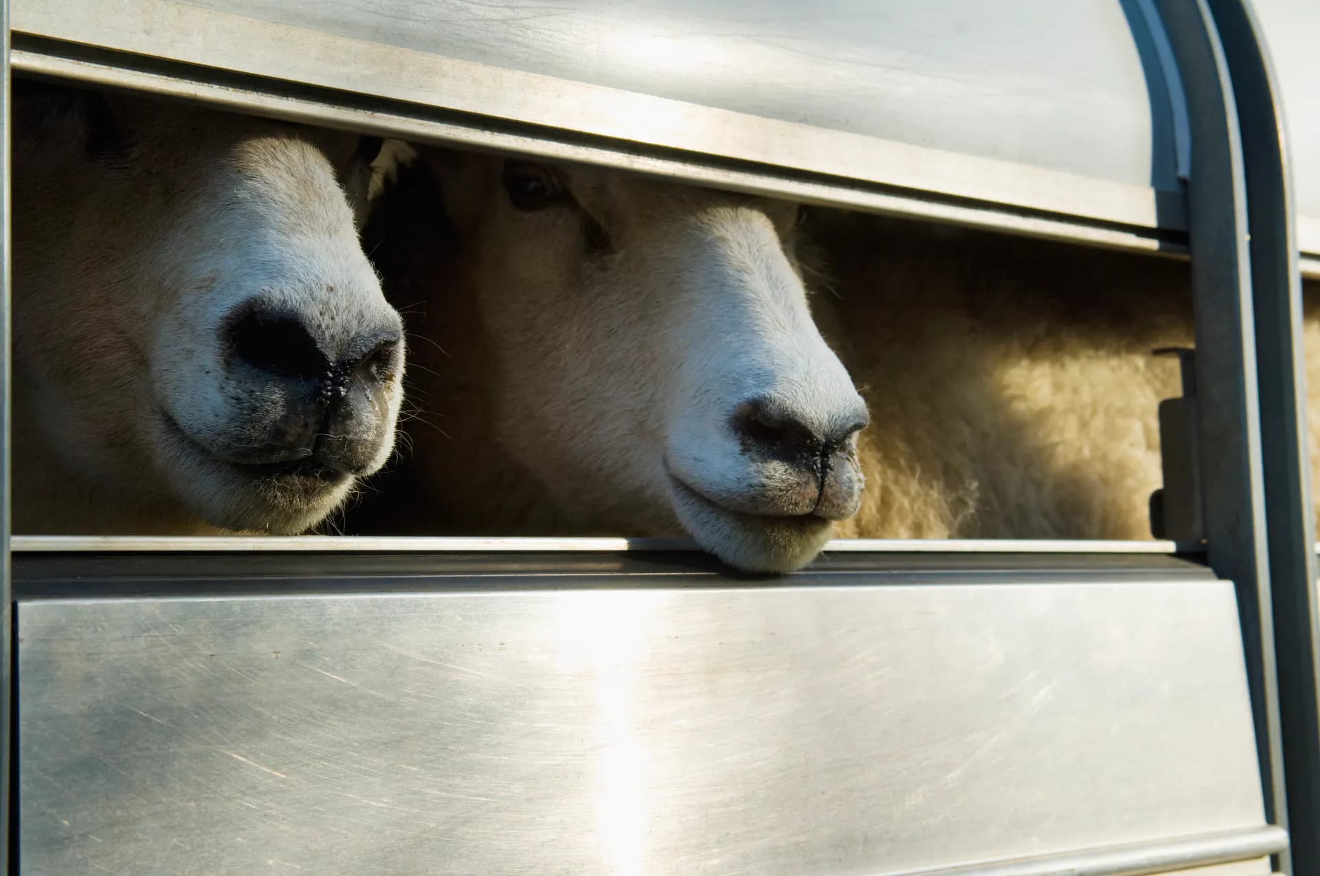 Livestock carriers remain shipping's worst-performing fleet
